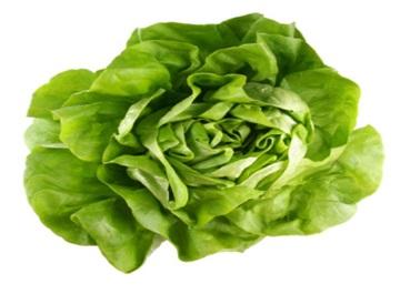 Ensaladas: Conoce  las variedades de lechuga