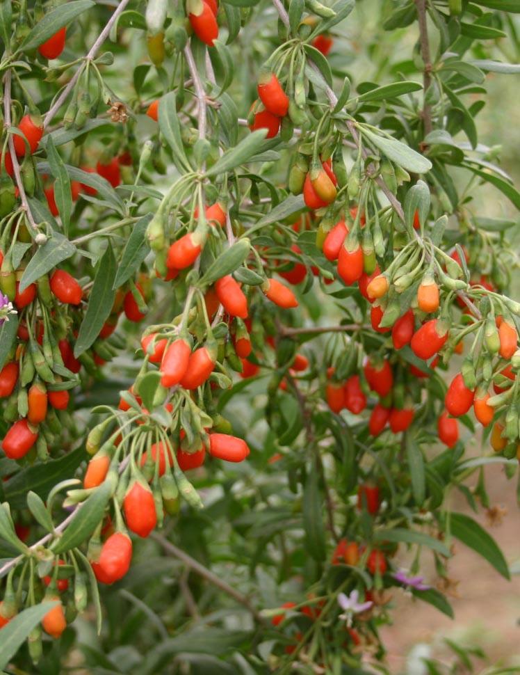 El jardín de las delicias El jardín de las delicias