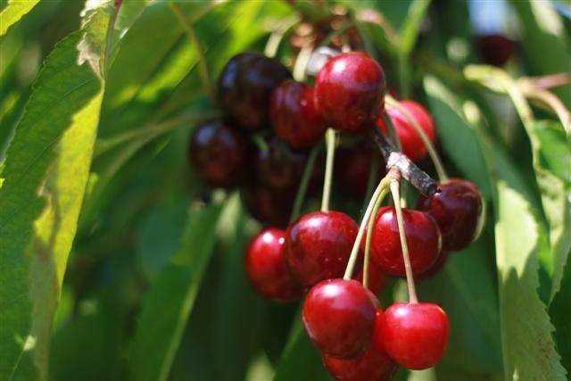 El jardín de las delicias El jardín de las delicias
