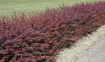 Berberis, Agracejo Berberis, Agracejo