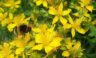 Flores de verano Hierba de San Juan