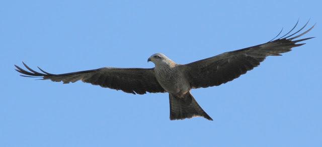 CORNEJA CENICIENTA Y CHARRANES