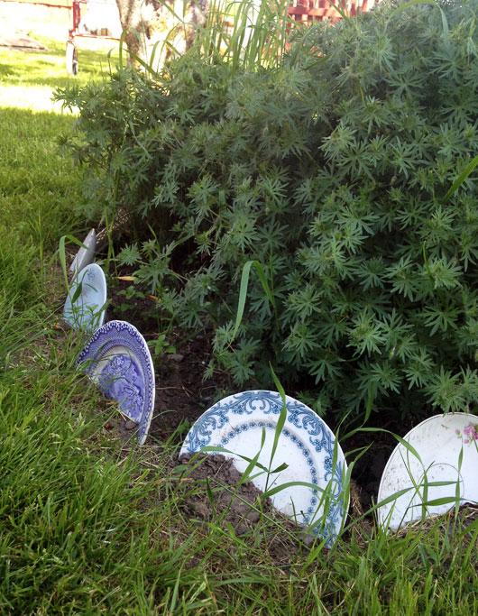 ¿Frío o Caliente?: Platos como borduras para cercar plantas en el jardín