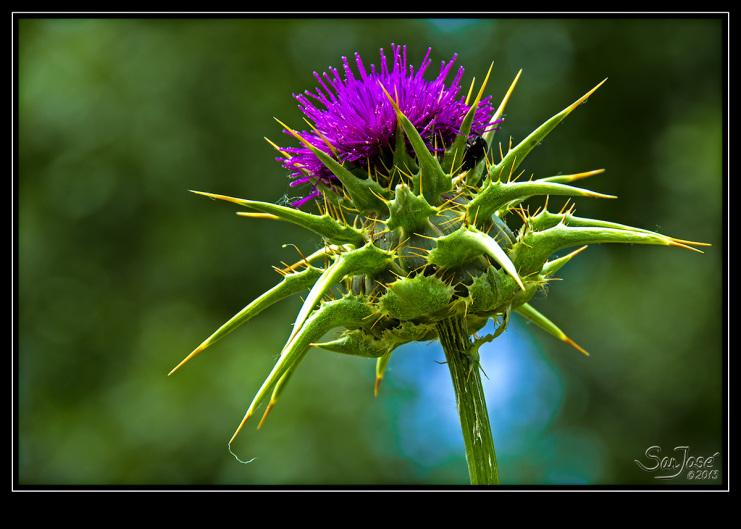 Cardo Borriquero 2 Cardo Borriquero 2