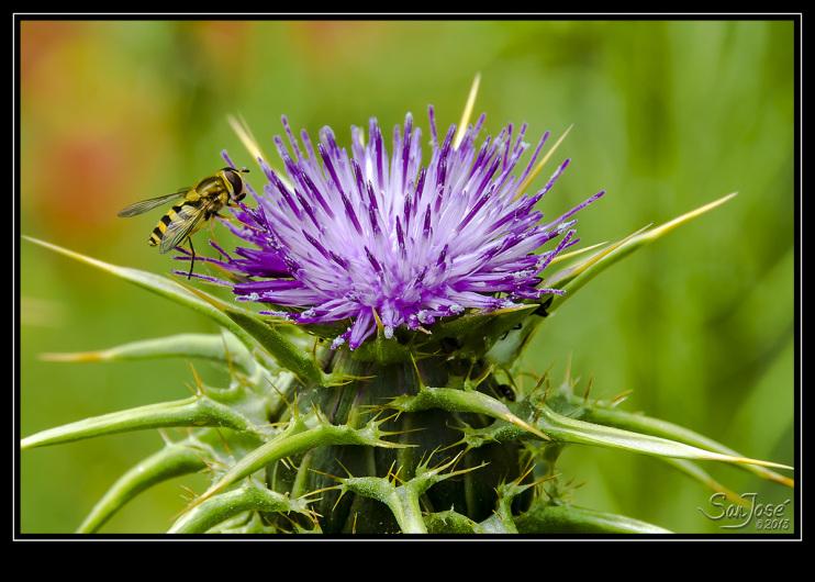 Cardo Borriquero Cardo Borriquero