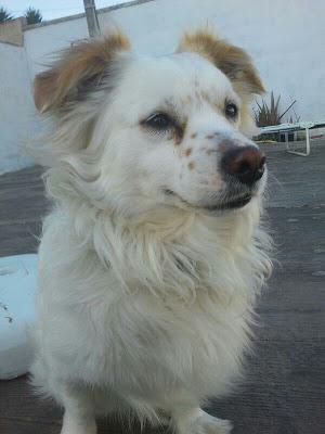 MUY URGENTE, HOY VA A LA PERRERA!!! precioso perrito en la policía de Chiclana. (Cadiz) MUY URGENTE, HOY VA A LA PERRERA!!! precioso perrito en la policía de Chiclana. (Cadiz)