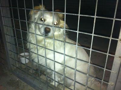 MUY URGENTE, HOY VA A LA PERRERA!!! precioso perrito en la policía de Chiclana. (Cadiz) MUY URGENTE, HOY VA A LA PERRERA!!! precioso perrito en la policía de Chiclana. (Cadiz)