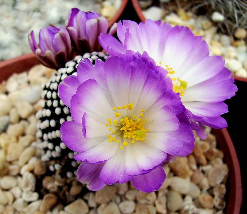 Mammillaria luethyi