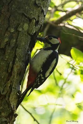 El Pico Picapinos El Pico Picapinos