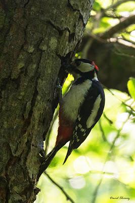 El Pico Picapinos El Pico Picapinos