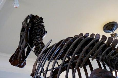 NUEVA YORK. Marzo del 2013 Museo Americano de Historia Natural