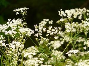 cow parsley 7538 640 300x225 Cómo cultivar Perejil en tu huerto en casa