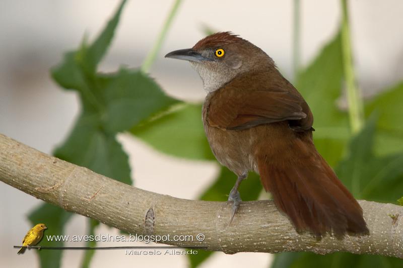 Espinero grande (Greater thornbird) Espinero grande (Greater thornbird)