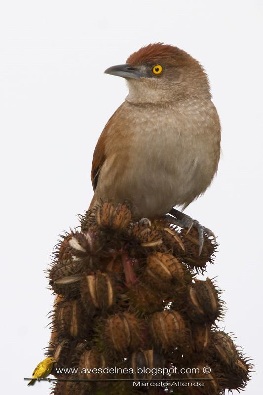 Espinero grande (Greater thornbird) Espinero grande (Greater thornbird)