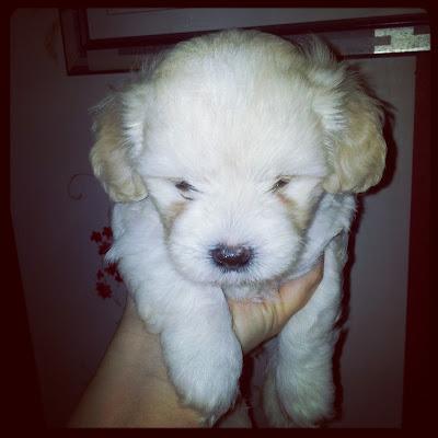 Guismo mi nueva mascota Guismo mi nueva mascota