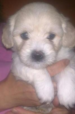 Guismo mi nueva mascota Guismo mi nueva mascota