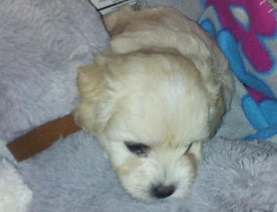 Guismo mi nueva mascota Guismo mi nueva mascota