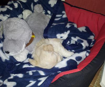 Guismo mi nueva mascota Guismo mi nueva mascota