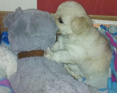 Guismo mi nueva mascota Guismo mi nueva mascota