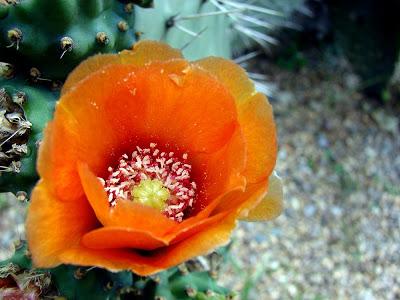 Plantas endémicas de Venezuela  - Opuntia bisetosa