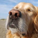 Consejos de seguridad contra el calor en los perros calor en los perros