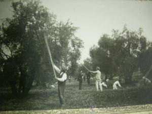 El círculo de María recogiendo aceituna