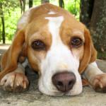 epilepsia y convulsiones en los perros