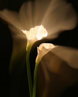 Caer para volar... Caer para volar...