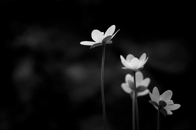 Caer para volar... Caer para volar...