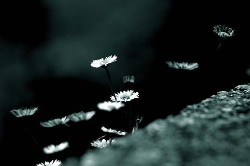 Alma de azúcar Alma de azúcar