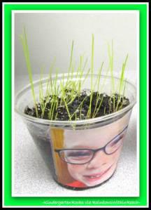 Grass Seed Science