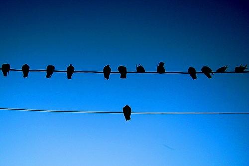 Presencias y ausencias en el Pacte pel Dret a Decidir o como alejarse de tu base social alone-bird