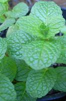 Yogur Griego con Cerezas Yogur Griego con Cerezas