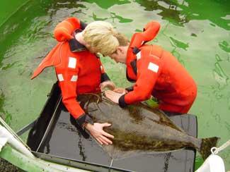 enfermedades en peces de acuicultura