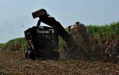 Un campo de año de azúcar en abril de 2011 en Calimete, provincia de Matanzas en Cuba