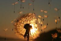 Libros y deseos en la noche de San Juan Libros y deseos en la noche de San Juan