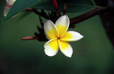 El Tiaré de Tahití, Flor