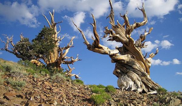 Pinos Bristlecone, EEUU