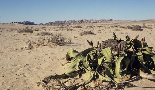 Welwuitschia mirabilis, Namibia y Angola