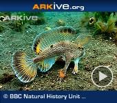 ARKive video - Spotted handfish 'walking' on sea floor ARKive video - Spotted handfish 'walking' on sea floor