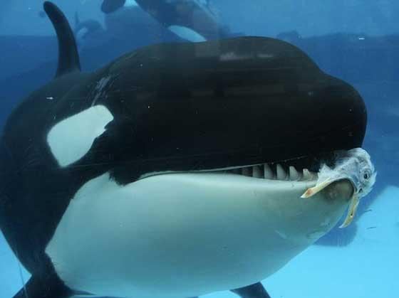 orca caza un pájaro en SeaWorld orca caza un pájaro en SeaWorld