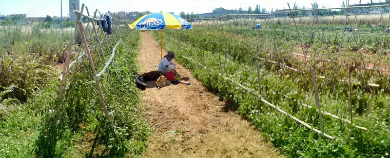 Huerto ecologico valencia Un pequeño oasis