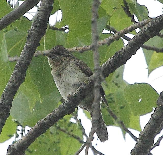 AVES CON CANTOS ESPECIALES: OROPENDOLAS y TORCECUELLOS AVES CON CANTOS ESPECIALES: OROPENDOLAS y TORCECUELLOS