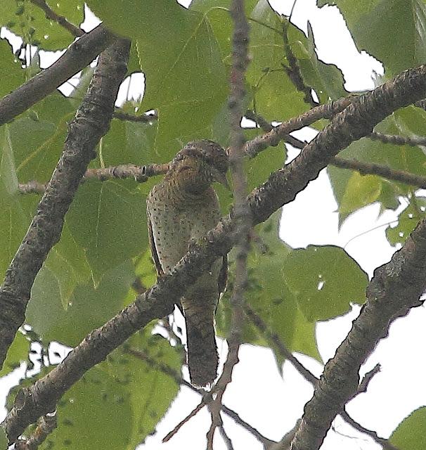 AVES CON CANTOS ESPECIALES: OROPENDOLAS y TORCECUELLOS AVES CON CANTOS ESPECIALES: OROPENDOLAS y TORCECUELLOS