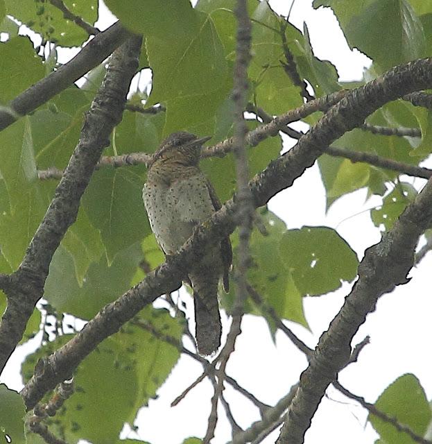 AVES CON CANTOS ESPECIALES: OROPENDOLAS y TORCECUELLOS AVES CON CANTOS ESPECIALES: OROPENDOLAS y TORCECUELLOS