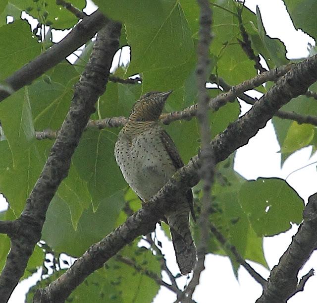 AVES CON CANTOS ESPECIALES: OROPENDOLAS y TORCECUELLOS AVES CON CANTOS ESPECIALES: OROPENDOLAS y TORCECUELLOS