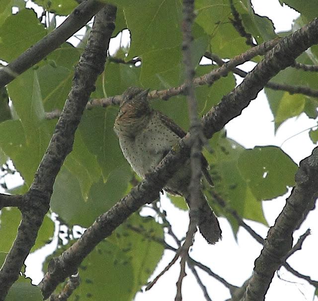 AVES CON CANTOS ESPECIALES: OROPENDOLAS y TORCECUELLOS AVES CON CANTOS ESPECIALES: OROPENDOLAS y TORCECUELLOS