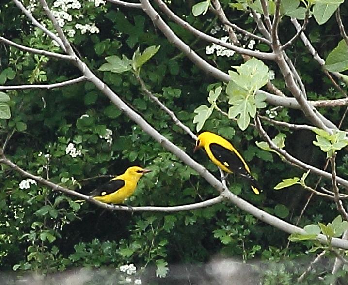 AVES CON CANTOS ESPECIALES: OROPENDOLAS y TORCECUELLOS AVES CON CANTOS ESPECIALES: OROPENDOLAS y TORCECUELLOS