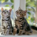 Cómo saber si un gato es macho o hembra gatitos macho y hembra