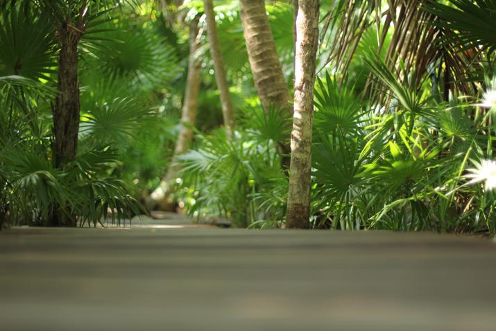THAT LITTLE BLACK DRESS Riviera Maya Selva